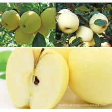 Frische goldene köstliche Äpfel für Verkauf